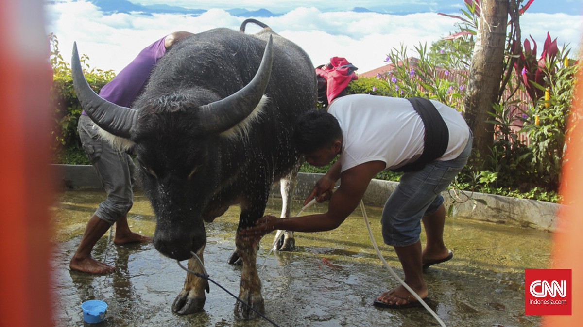 Tedong Silaga, Adu Kerbau Khas Toraja