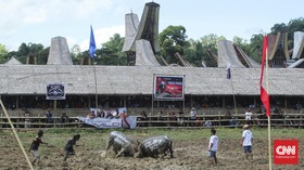 Tedong Silaga, Adu Kerbau Khas Toraja
