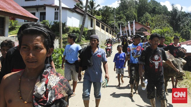 Tedong Silaga, Adu Kerbau Khas Toraja