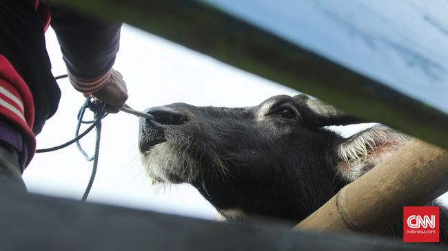 Daging kerbau impor dari India dijamin bebas penyakit karena telah melalui uji pemeriksaan di Badan Karantina dan dinyatakan halal oleh MUI.