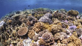 Dua Festival Meriahkan Akhir Tahun di Wakatobi
