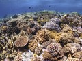 Dua Festival Meriahkan Akhir Tahun di Wakatobi