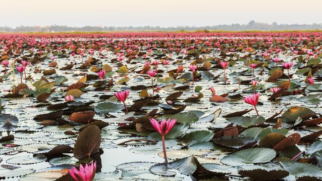 Bunga teratai merah yang mekar di tengah danau Udon Thani menjadi pemandangan indah hingga akhir bulan Februari.