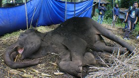 Menteri Siti Janji Selidiki Kematian Gajah di Bandung