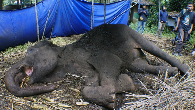 Menteri LHK Siti Nurbaya berkata, kematian gajah di kebun binatang adalah hal yang tidak wajar.