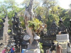 Ular Piton 3 Meter Keluar dari Goa Lawah Klungkung, Main-main di Pura