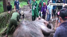 Gajah Penghuni Kebun Binatang Bandung Mati