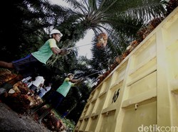 Petani Dapat Rp 2,6 T buat Peremajaan Sawit di 2020