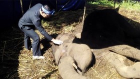 Kematian Gajah Kebun Binatang