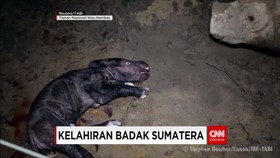 Kelahiran Badak Sumatera