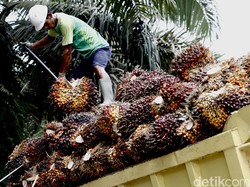 Uni Eropa Tunda Aturan Jegal Sawit, tapi buat RI Belum Cukup