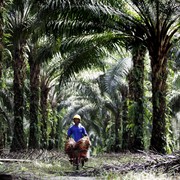 Waduh, Ternyata Ini 5 Dampak Buruk Perkebunan Kelapa Sawit Menurut Penelitian