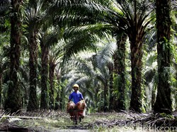 Sumatera oh Sumatera... Cepat atau Lambat Akan Tenggelam Seperti Jakarta