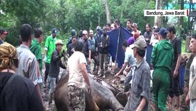 Kematian Gajah Di Kebun Binatang Bandung