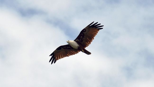 Burung elang dianggap sebagai simbol kejayaan di Tanah Arab. Jadi, burung elang yang berpaspor bisa duduk sebagai penumpang dalam penerbangan.
