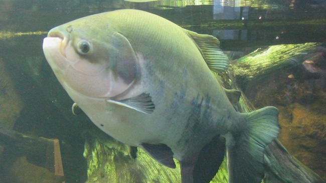 Ikan yang masih bersaudara dengan piranha ini punya struktur gigi yang mirip dengan manusia, lho.