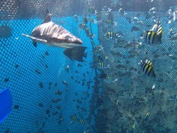 Wisata Bawah Laut Banyuwangi, Bisa Diving Bareng Hiu Seperti di Maldives