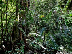 14 Anggota Klub Motor Sempat Hilang di Hutan Banjalaweh, 1 Tewas