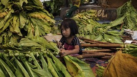Soekarwo: Petani Tembakau Makin Susah Jika Rokok Rp50 Ribu