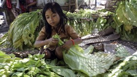 Beratnya Beban Punggung-punggung Kecil di Industri Rokok