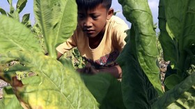 Sampoerna Angkat Suara soal Pekerja Anak di Ladang Tembakau