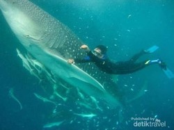 Lihat Ikan Terbesar di Dunia Enggak Perlu Datang ke Habitatnya