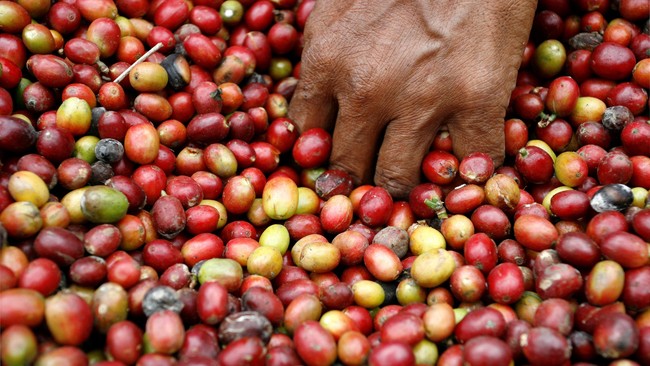 Ekspor kopi Indonesia ke China mencapai US$34,1 juta. Namun, pencapaian ini masih kalah ketimbang ekspor kopi dari Vietnam.