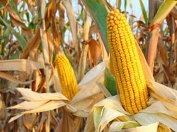 Anak Usaha BUMN Genjot Produktivitas Jagung, Begini Caranya