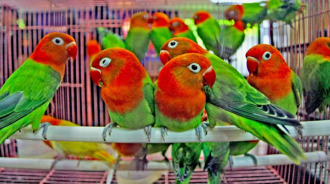 Maraknya komunitas pecinta burung kicau berdampak positif terhadap dunia burung di Indonesia.