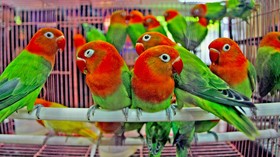 Lepas Penat Bercengkrama dengan Kicau Burung