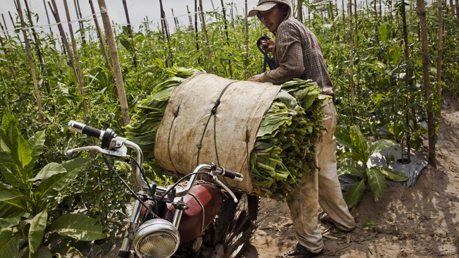 Upaya pemerintah melindungi masyarakat dari bahaya merokok masih jauh dari kata cukup. Pemerintah hanya mengatur biaya cukai rokok dan sisi bisnis lainnya.