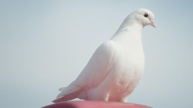 Sebuah rumah sakit di Delhi, India mengkhususkan diri untuk merawat burung. Rumah sakit ini bisa menampung sampai 4000 ekor burung.