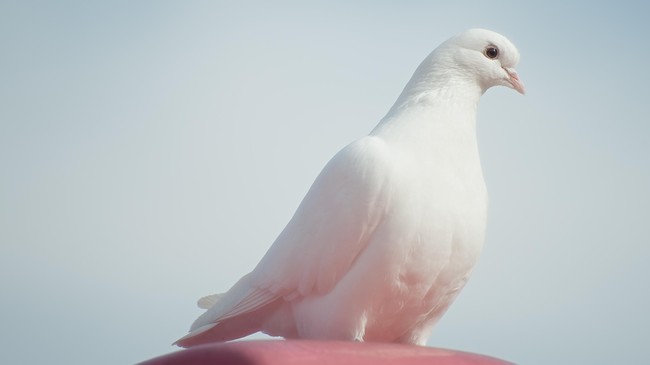 Kepolisian India menahan seekor burung merpati di dekat perbatasan dengan Pakistan karena ditemukan membawa pesan ancaman untuk Perdana Menteri Narendra Modi.