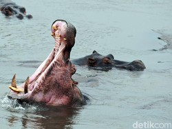 Kuda Nil Warisan Gembong Narkoba Jadi Masalah di Negara Ini