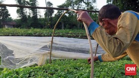 Generasi Senja Tembakau di Temanggung
