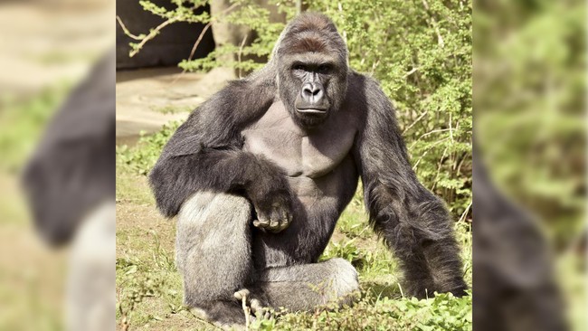Gorila bernama Harambe ditembak mati untuk melindungi balita berusia empat tahun yang masuk ke kandangnya. Pembunuhan Harambe ini memicu kontroversi.