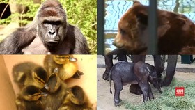 Anak Jatuh Ke Kandang, Gorila Jadi Korban