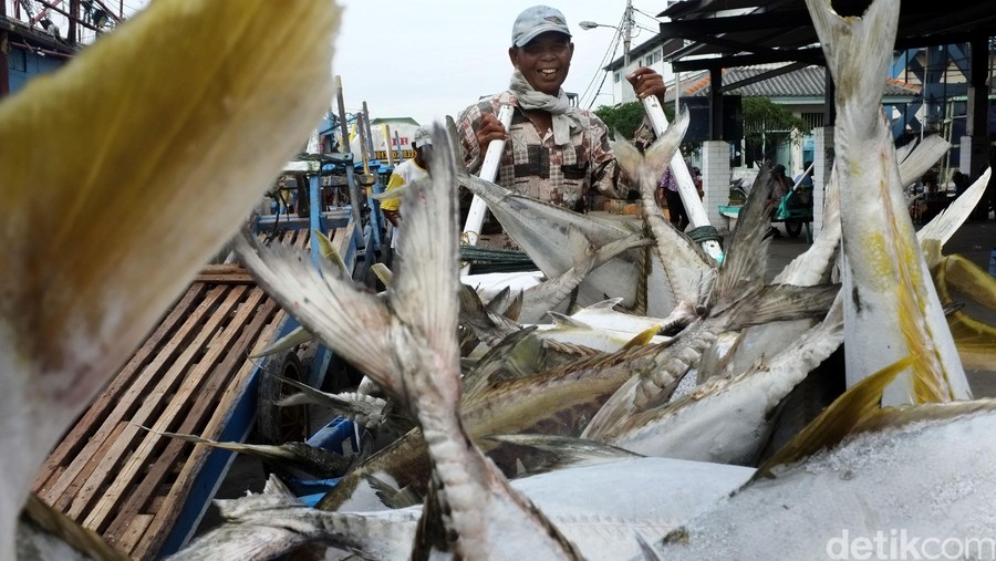 Melihat aktivitas tbongkar muat ikan di Pelabunan Muara Angke&period; Tingginya permintaan ikan di Jakarta membuat aktivitas bongkar muat ikan di pelabuhan Muara Angke&comma; Jakarta Utara&comma; menggeliat&period; Dikhy Sasra&sol;detikcom&period;