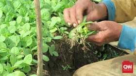 Cara Petani Jaga Kualitas Tembakau
