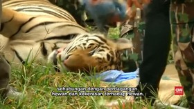 Harimau Disita dari Kuil di Thailand