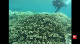 Nasib Great Barrier Reef Semakin Terancam