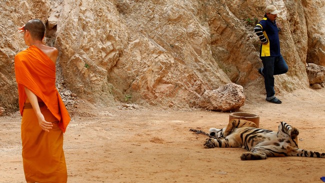 Kuil itu memiliki 137 harimau untuk menarik wisatawan. Pemindahan dilakukan setelah muncul laporan dari aktivis pecinta binatang soal keadaan kucing besar itu