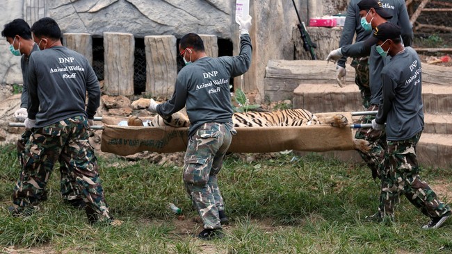 Kuil di Provinsi Kanchanaburi, Thailand, selama ini terkenal karena mempertontonkan kedekatan manusia dan harimau. Ternyata ada praktik ilegal di sana.