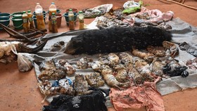 Thailand Dakwa 22 Orang terkait Perdagangan Satwa Liar