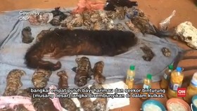 Puluhan Bayi Harimau Mati Ditemukan di Kuil Thailand