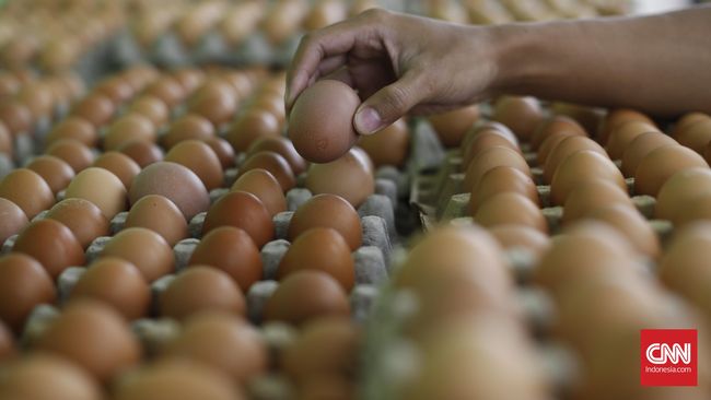Dalam sebuah laporan terkait kesehatan dan pangan, diputuskan bahwa risiko salmonella dari telur di Inggris sangat rendah. 