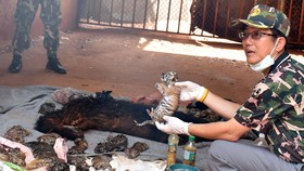 Ditemukan 40 Bangkai Anak Harimau di Kuil Thailand