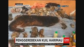 40 Bangkai Bayi Harimau Disembunyikan Di Dalam Pendingin