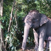 5 Fakta Polemik Tesso Nilo, Gajah Sumatera Terancam Punah dan Warga Kehilangan Rumah!