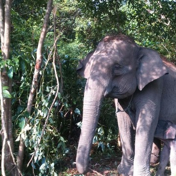 5 Fakta Polemik Tesso Nilo, Gajah Sumatera Terancam Punah dan Warga Kehilangan Rumah!